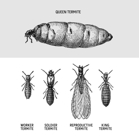 life cycle of termites winged termites Soldier termite Worker Termite Reproductive Termite  King Termite Queen Termite